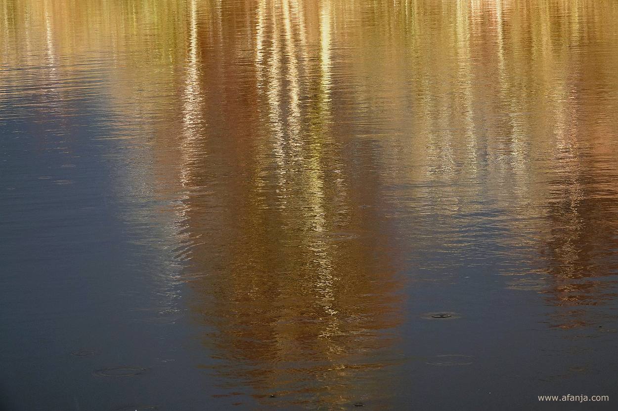 weerspiegeling van fel belichte bomen en struiken aan de waterkant