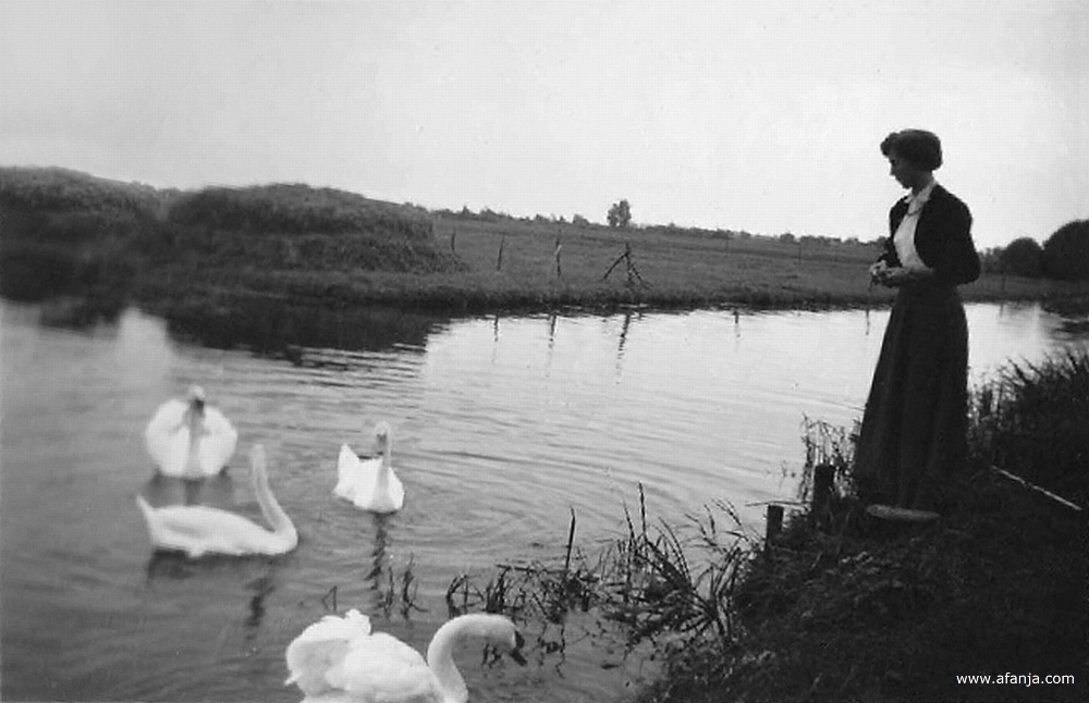 Een jonge vrouw staat aan de kant langs een vaart waar vier zwanen zwemmen. De jonge vrouw voert de zwanen brood.