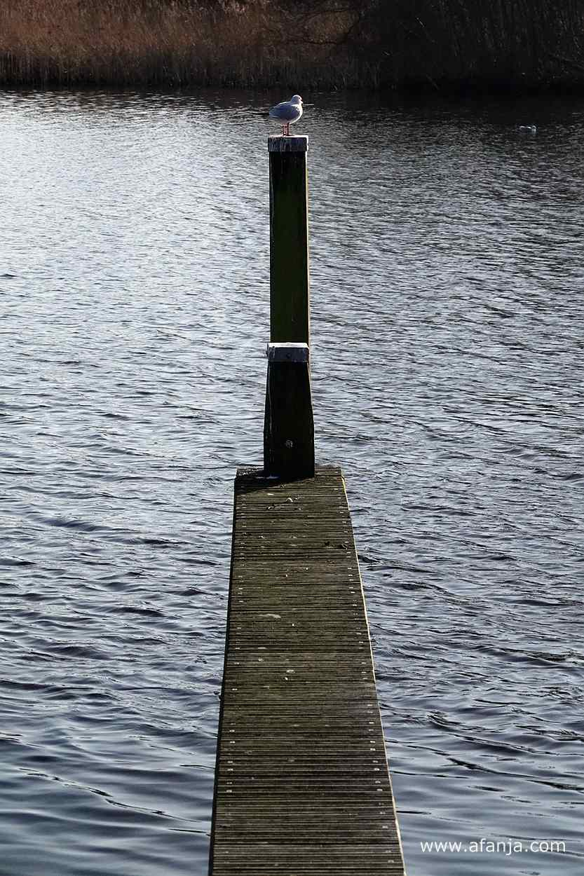 een meeuw op een meerpaal