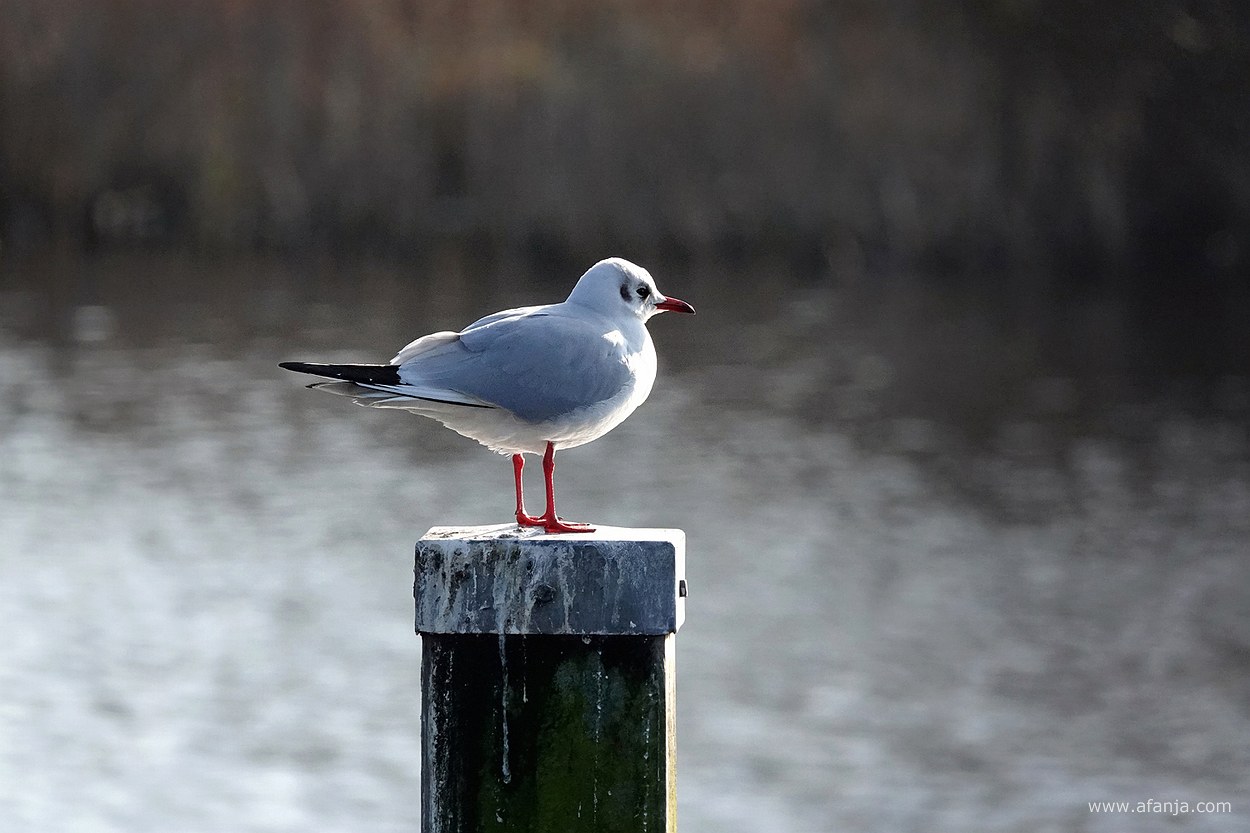 een meeuw staat in de zon op een meerpaal