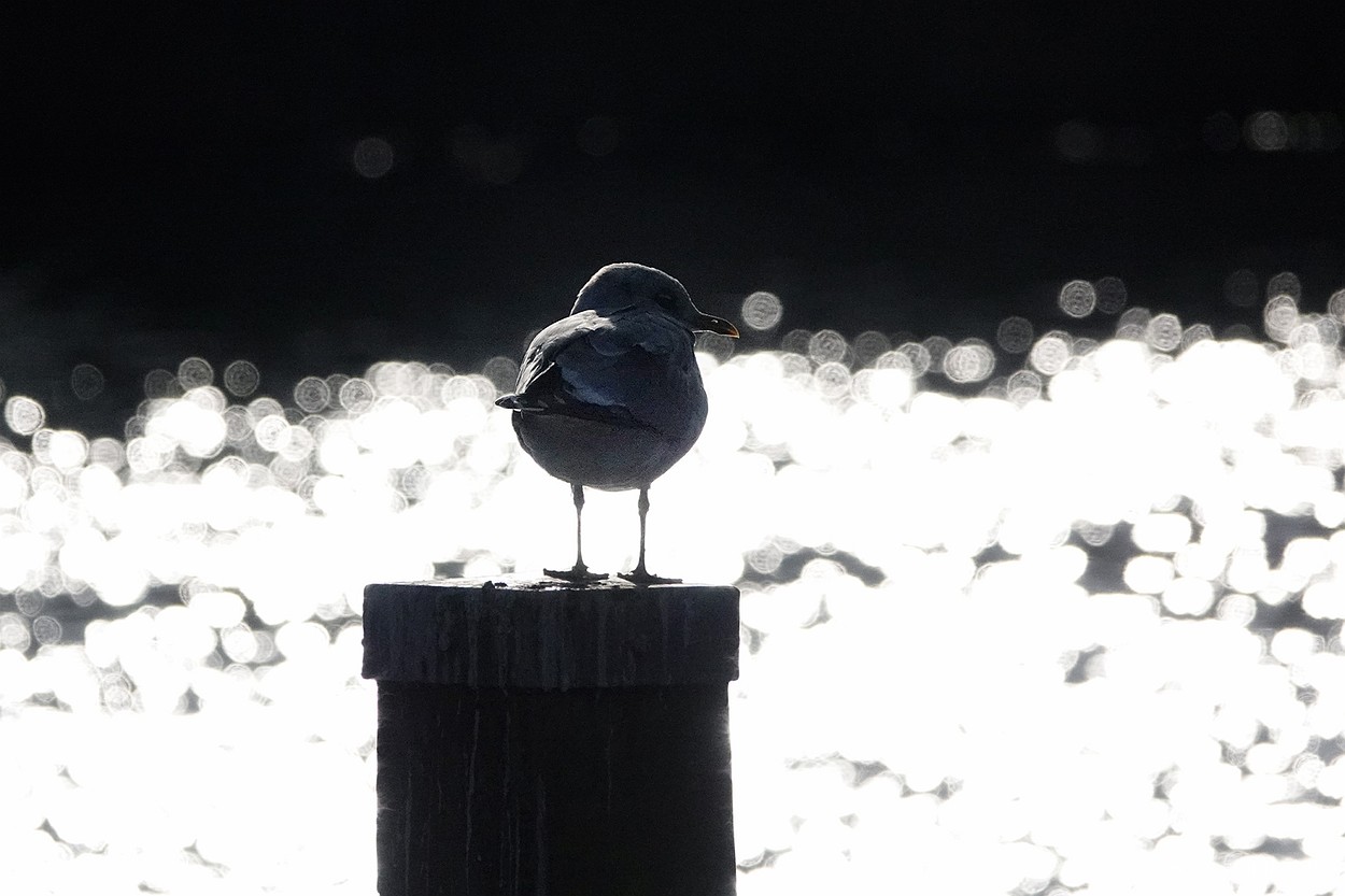 een meeuw in de zon op een meerpaal in tegenlicht