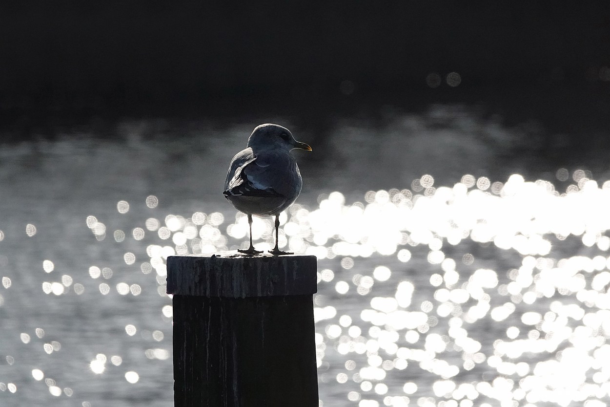 een meeuw in de zon op een meerpaal in tegenlicht