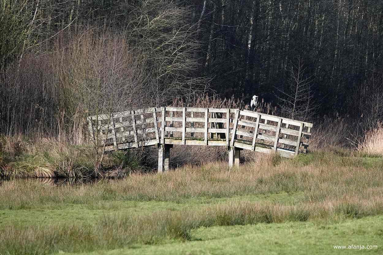 een blauwe reiger zat geduldig in de zon op een brugleuning.