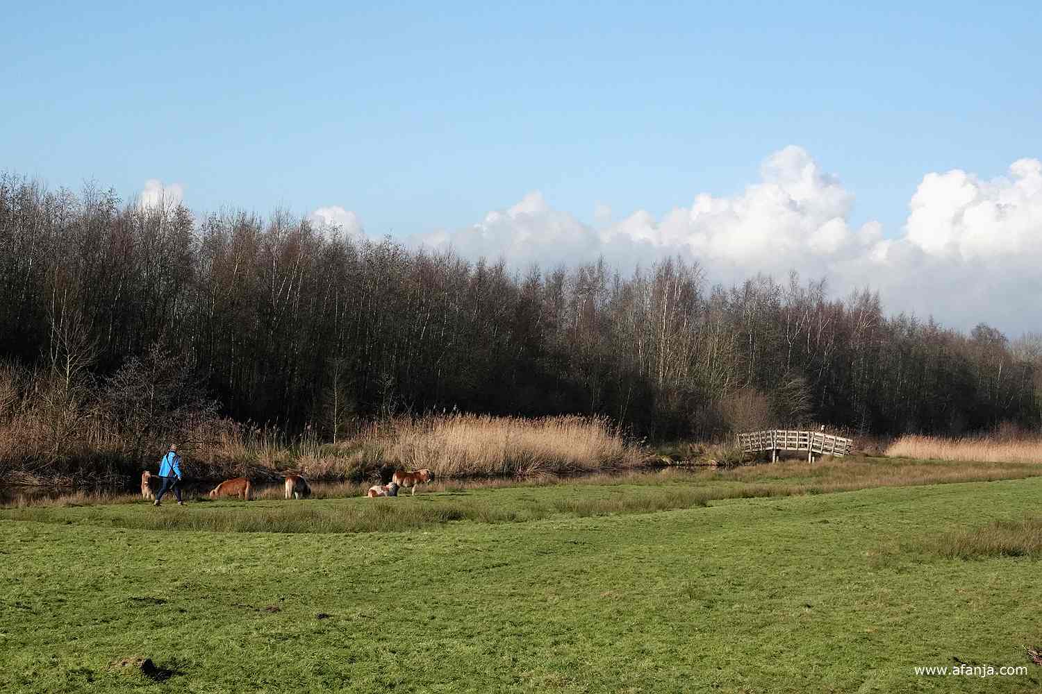 Jetske loopt in haar blauwe jas naar de Shetlandpony's, in de verte staat een blauwe reiger op de leuning van een bruggetje