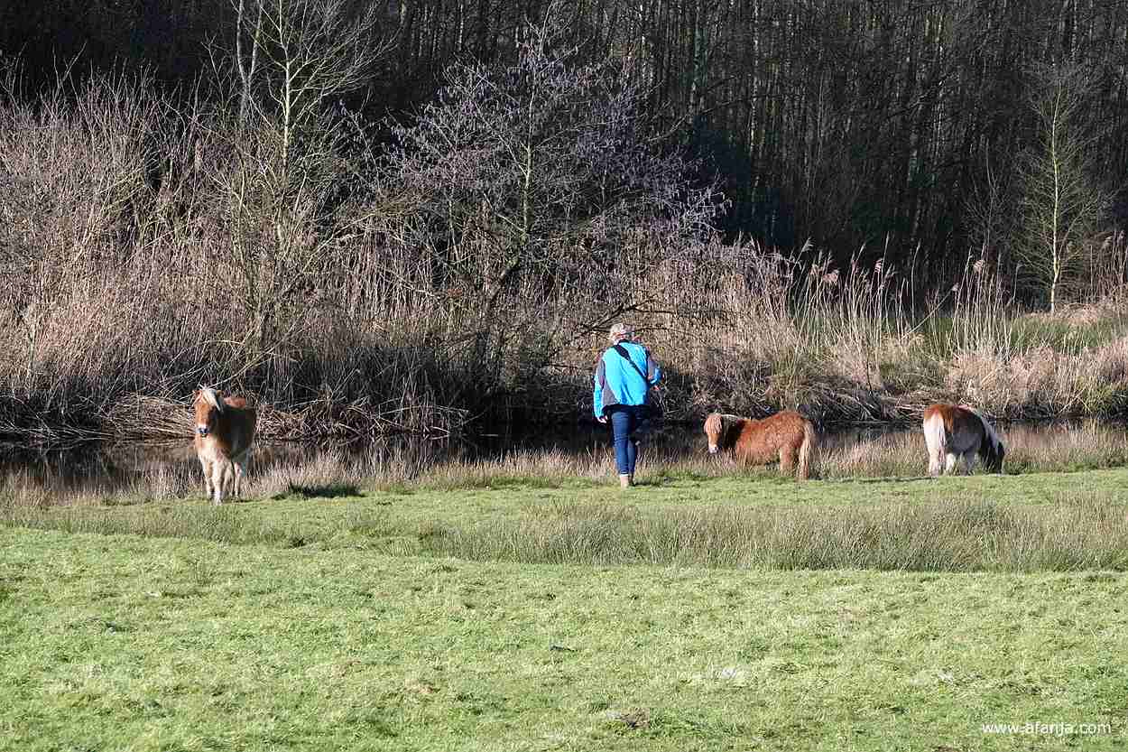Jetske loopt naar de Shetlandpony's