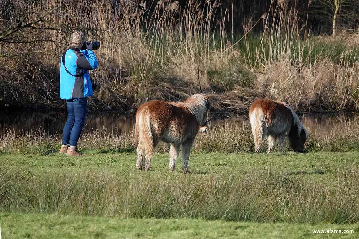 Jetske staat te fotograferen bij een paar Shetlandpony's