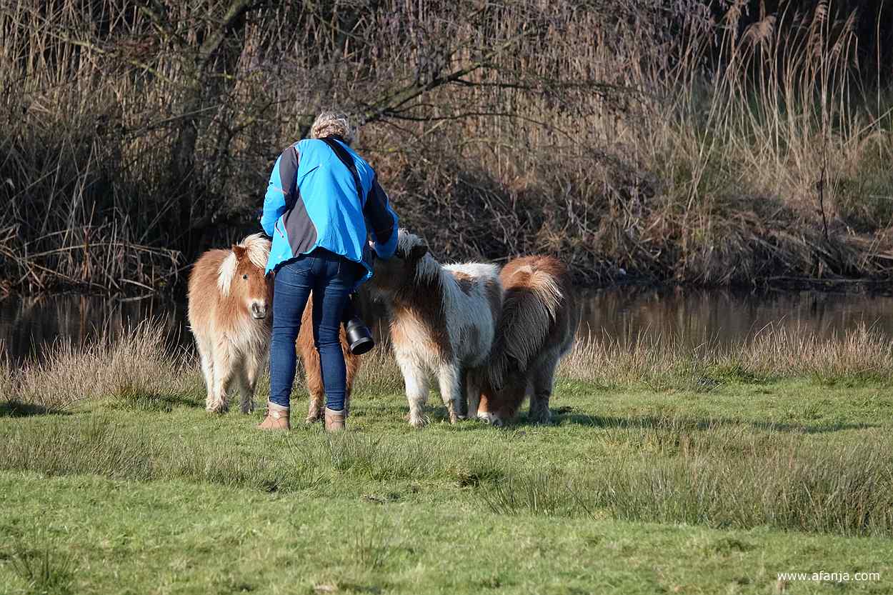 Jetske kroelt een van de Shetlandpony's door de manen