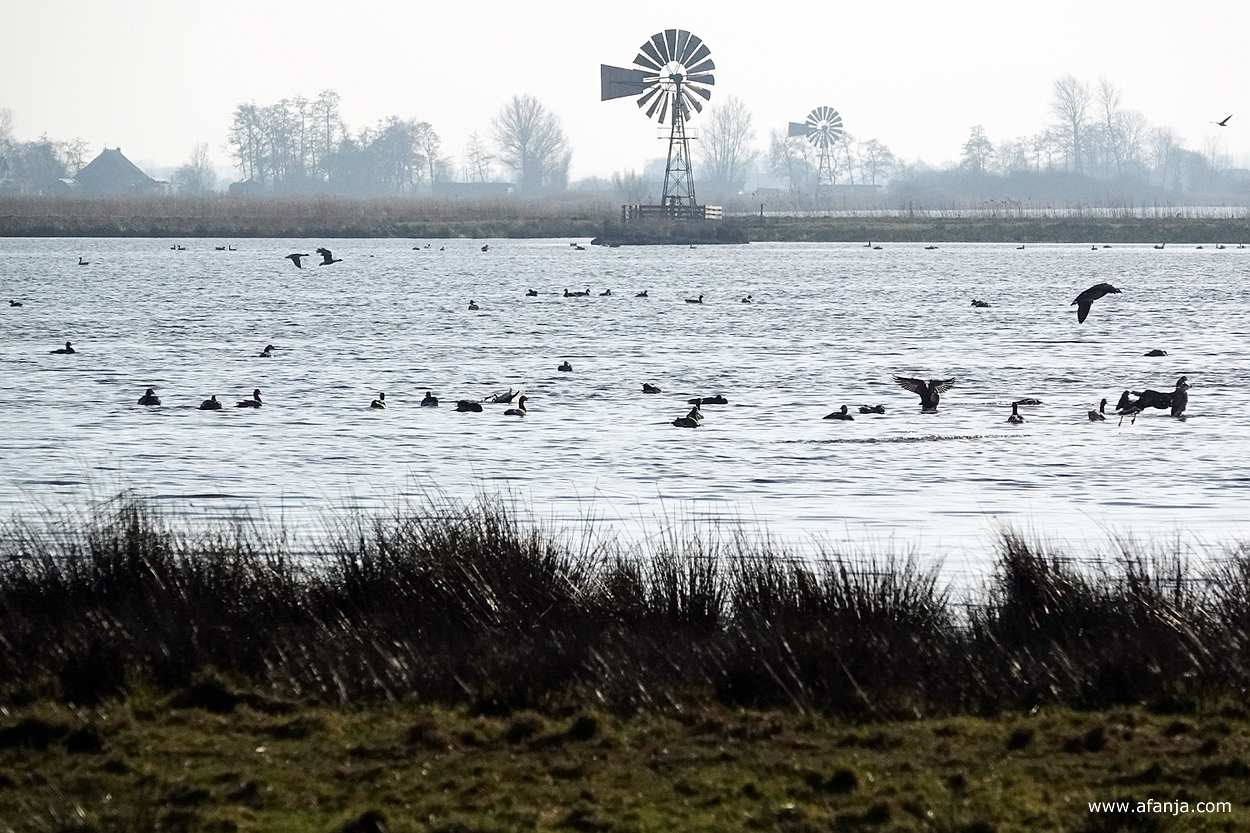 de noordelijke plas in de Jan Durkspolder met in de verte twee windmotoren