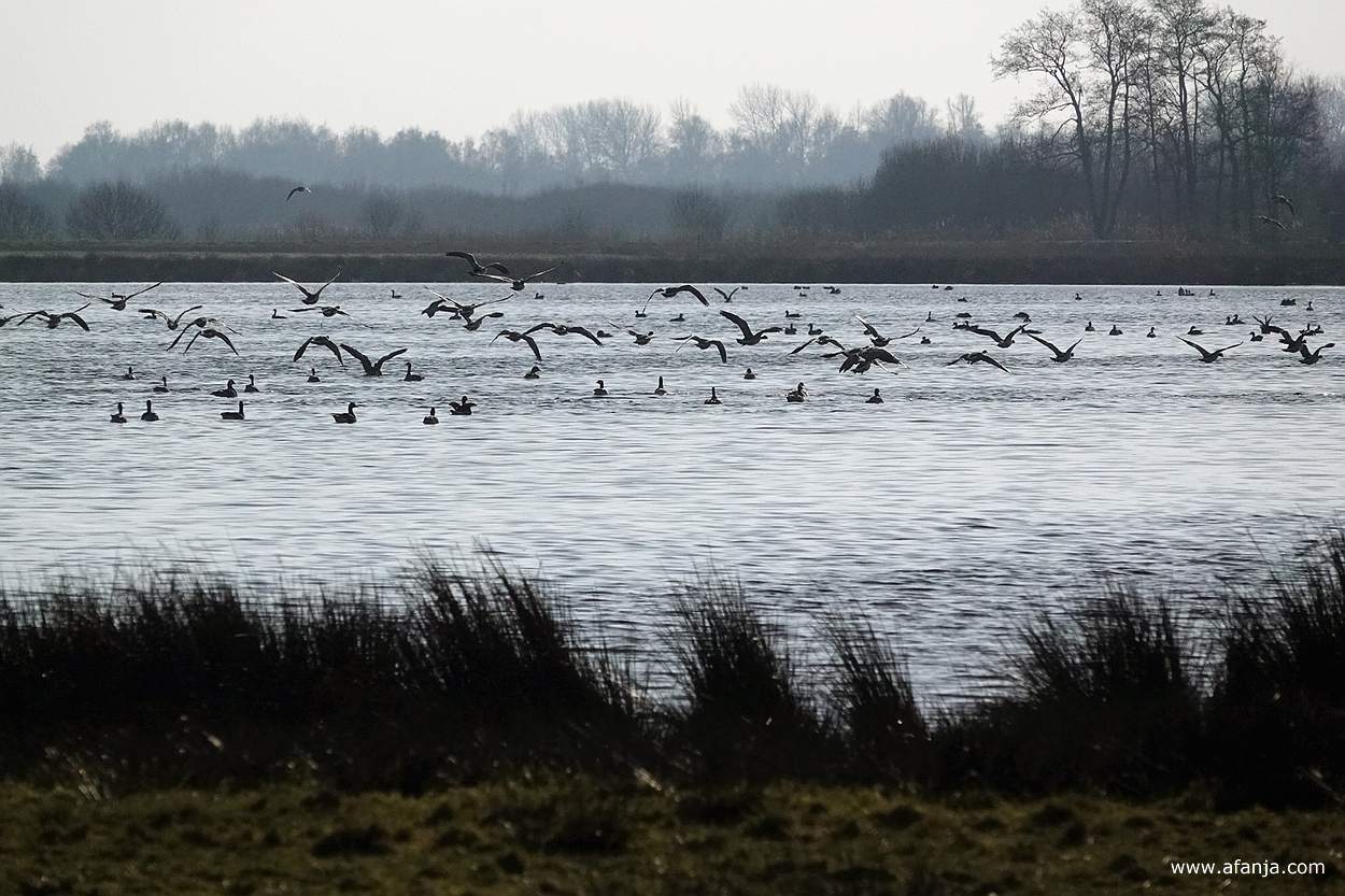 opvliegende ganzen boven de noordelijke plas in de Jan Durkspolder