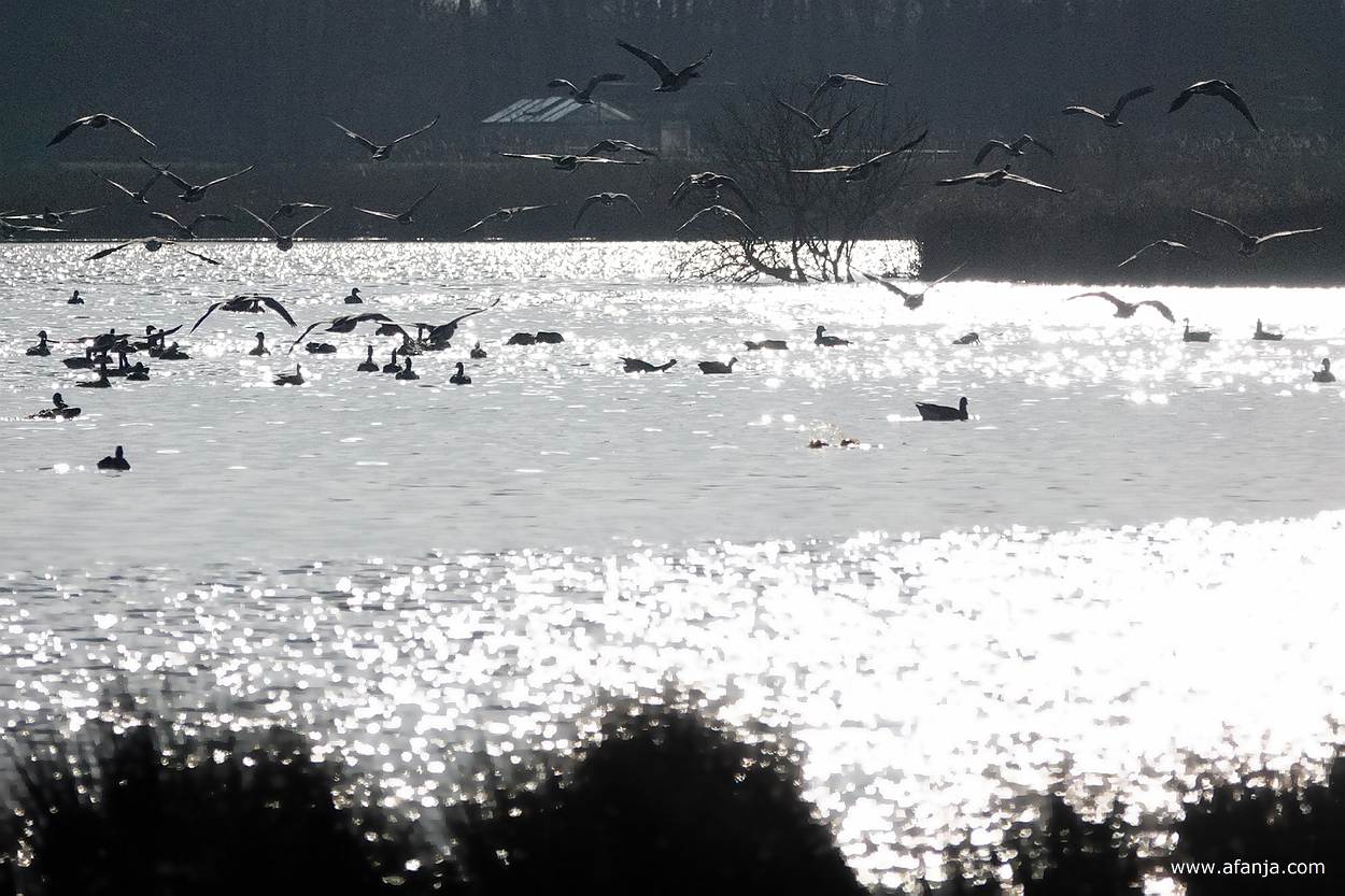 opvliegende ganzen boven de noordelijke plas in de Jan Durkspolder
