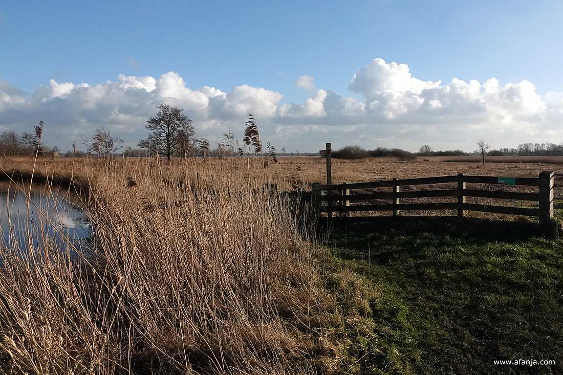 rietland achter een hek bij De Leijen