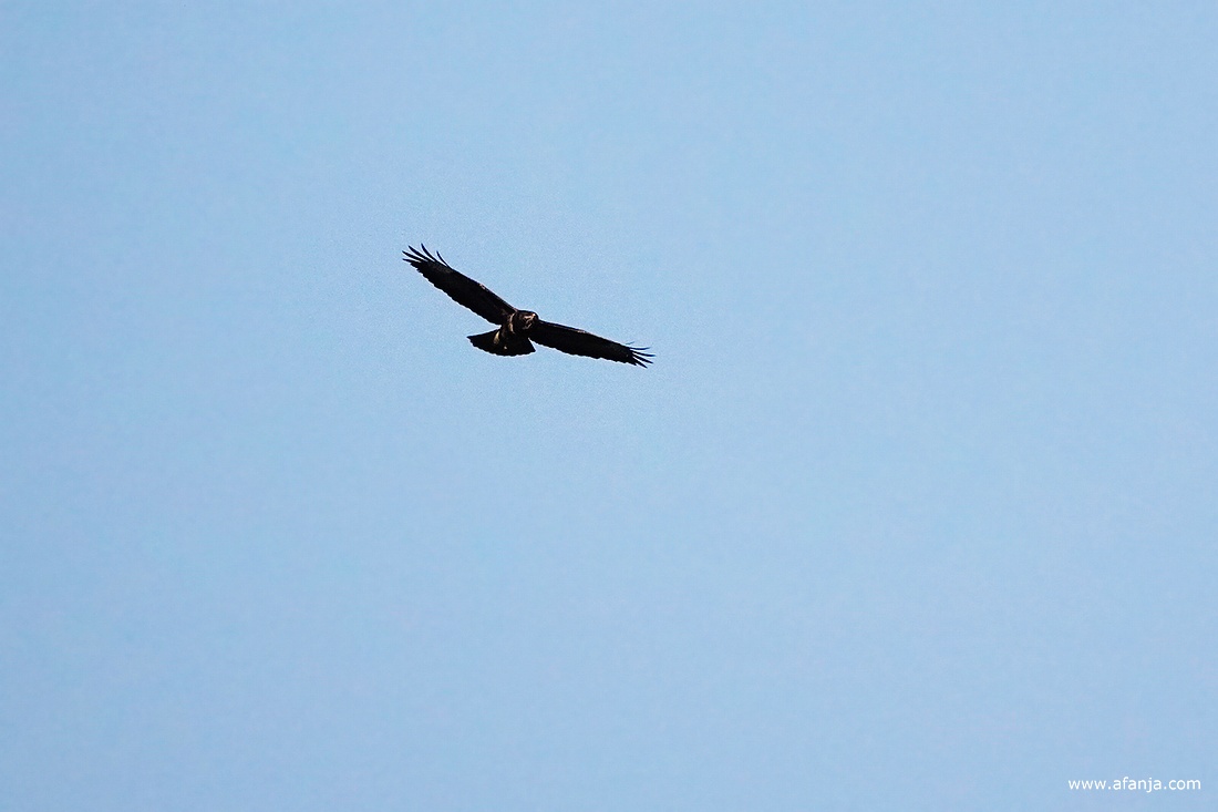 een buizerd zweeft door de strakblauwe lucht