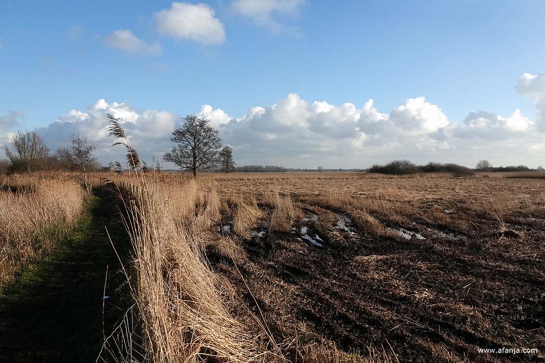 een drassig pad naast nat en drassig gemaaid rietland