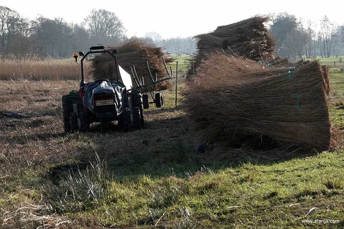 opgestapelde bossen riet en een trekker