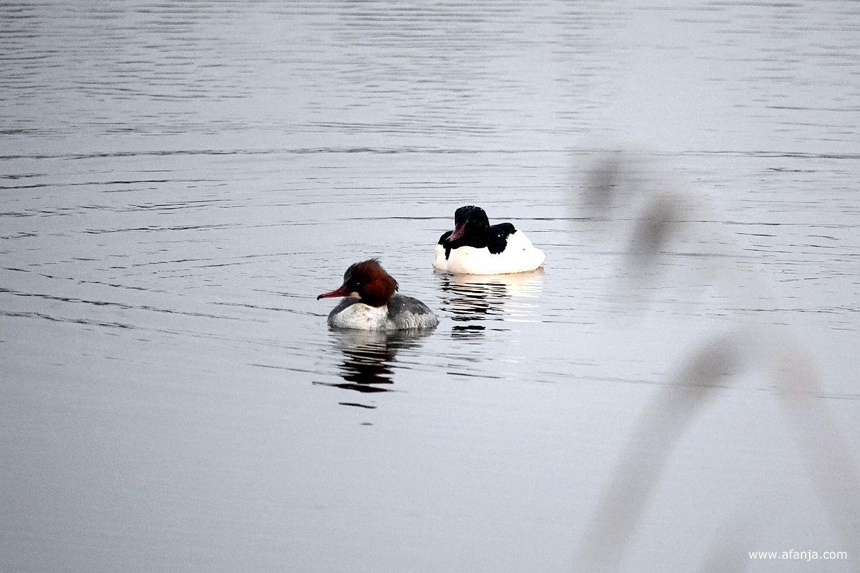 paartje grote zaagbekken