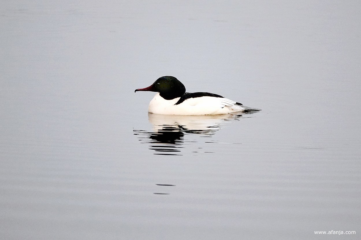 grote zaagbek (mannetje)