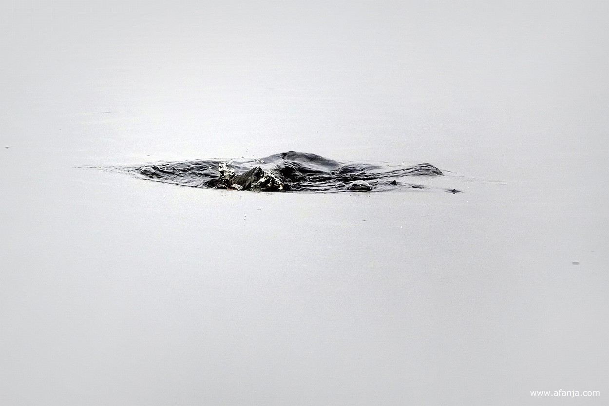 beweging in het water op de plek waar de vogel is ondergedoken