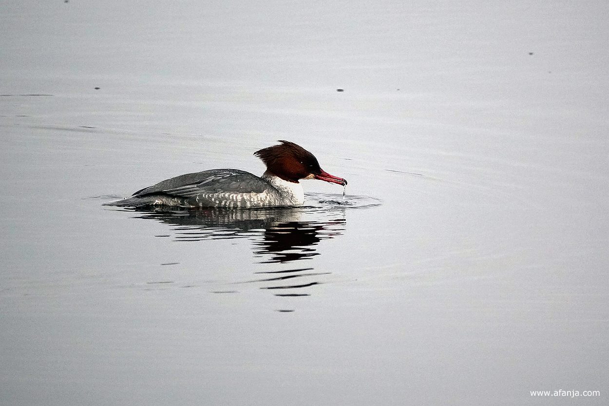 grote zaagbek (vrouwtje)