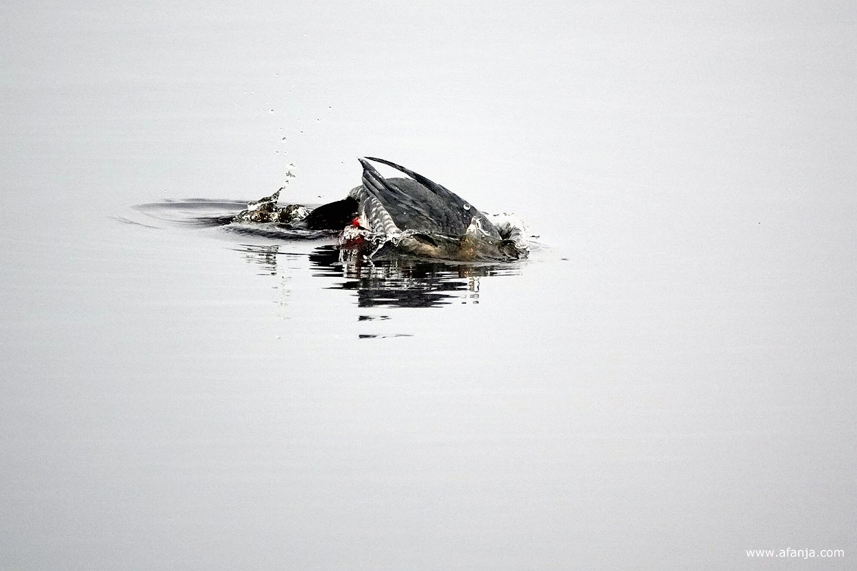 een watervogel duikt onder