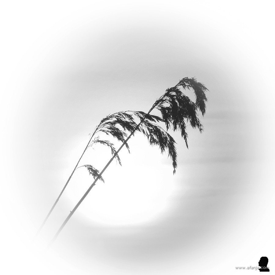 twee rietpluimen wuiven zachtjes in de wind