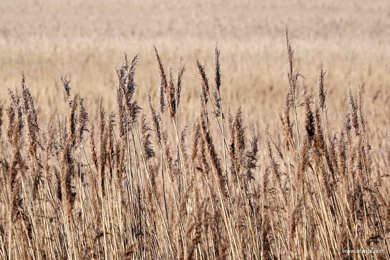zacht wuivend riet in De Weerribben