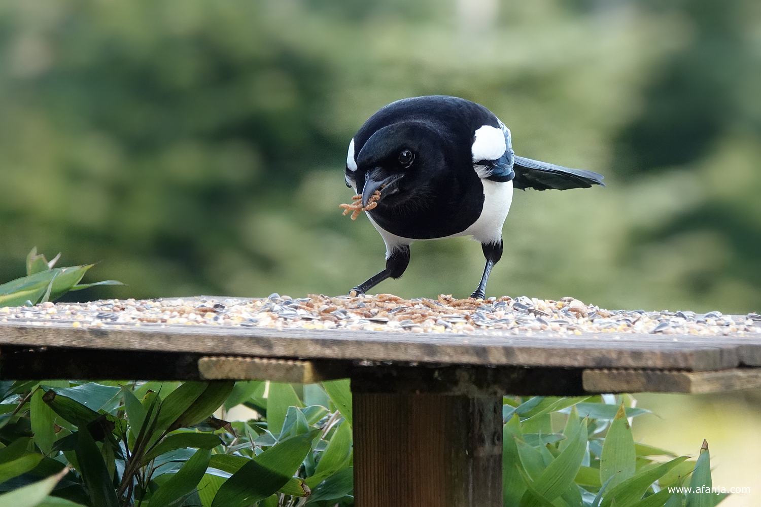 een ekster plundert met een snavel vol meewormen de voedertafel in Jetskes' tuin