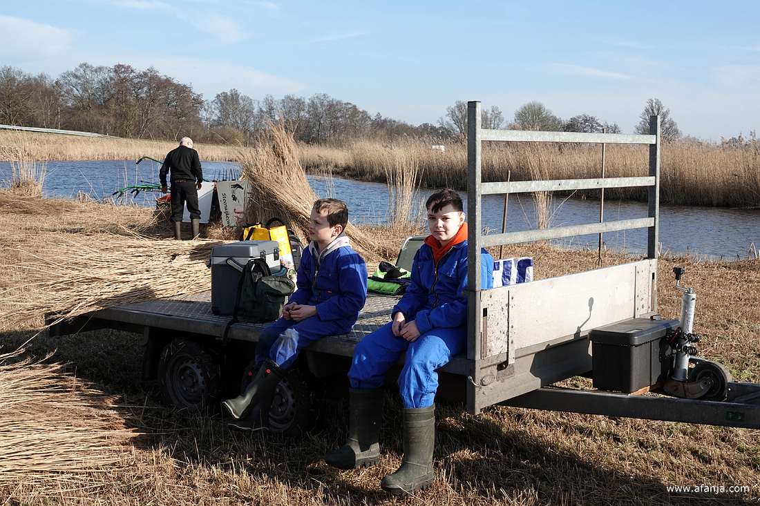 op de achtergrond is een rietsnijder aan het werk, op de voorgrond zitten twee junior-rietsnijders op een aanhangwagen
