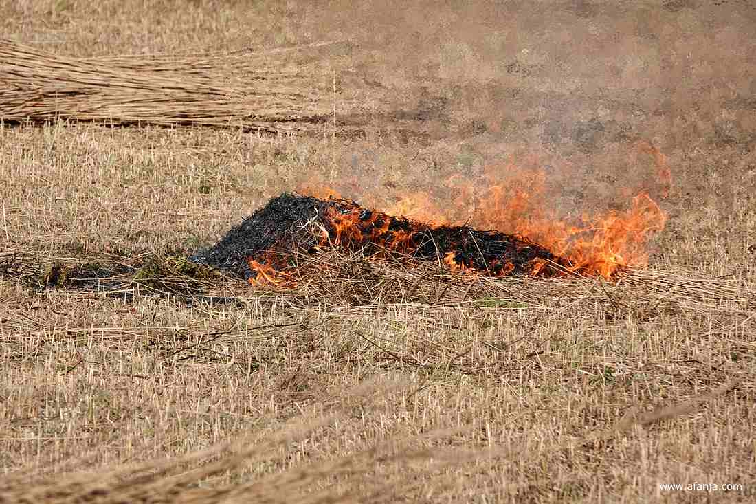 een hoopje brandende ruigte in het rietland