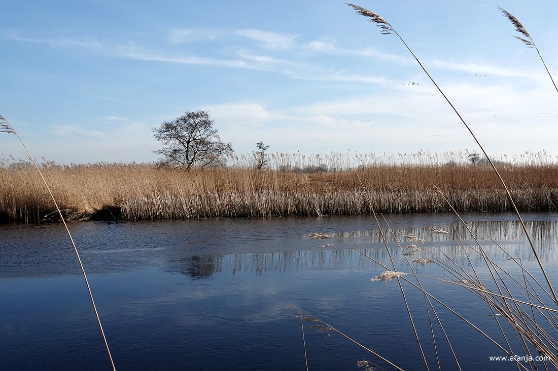 er ligt een laagje ijs op de sloot