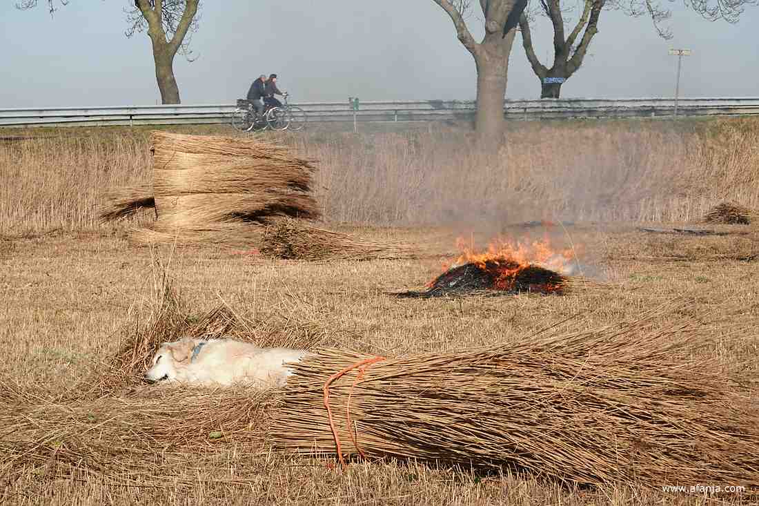 op de voorgrond ligt een hond te slapen in een bosje riet, daarachter brandt een klein vuurtje en op de achtergrond passeren een paar fietsers