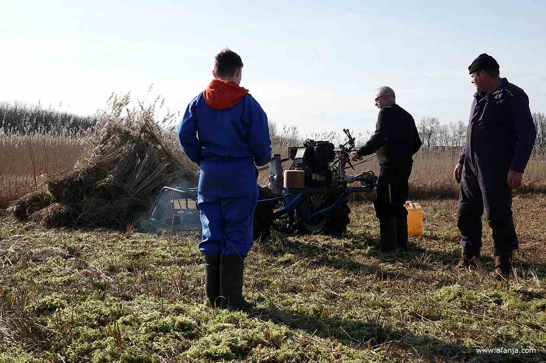 een van de rietsnijders start de rietmaaier