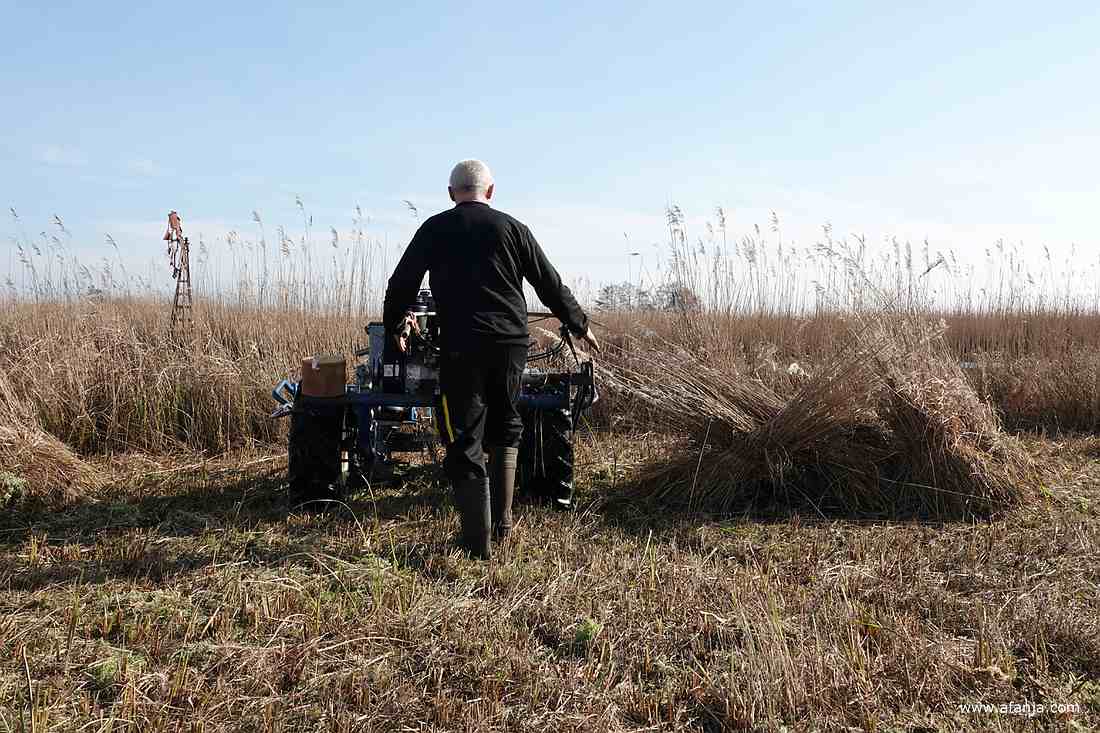 een rietsnijder loopt achter de rietmaaier naar het riet