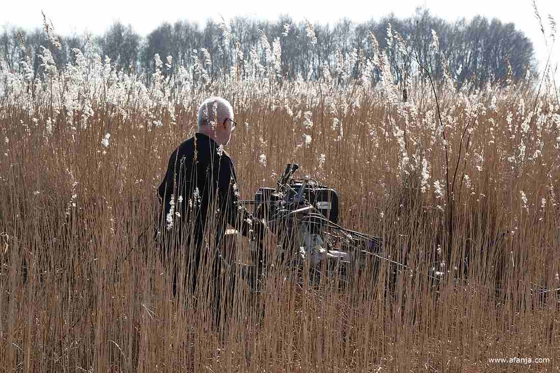 een rietsnijder loopt achter de rietmaaier door het riet