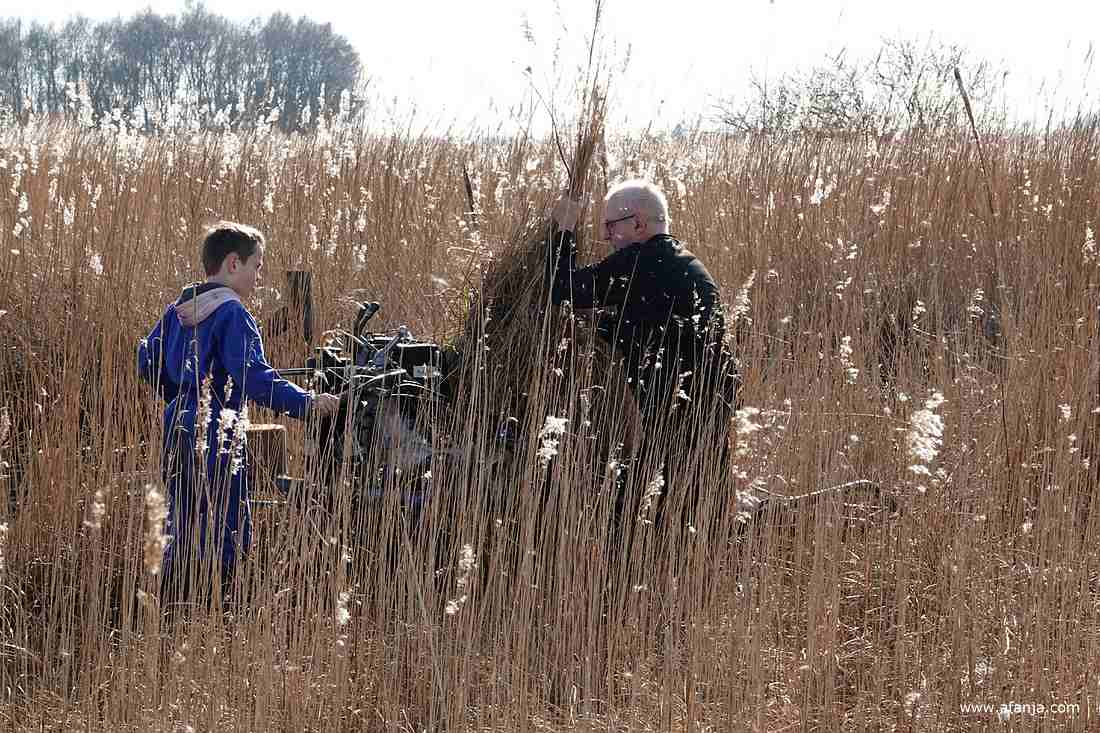 een rietsnijder trekt een bosje vastgelopen riet uit de maaier