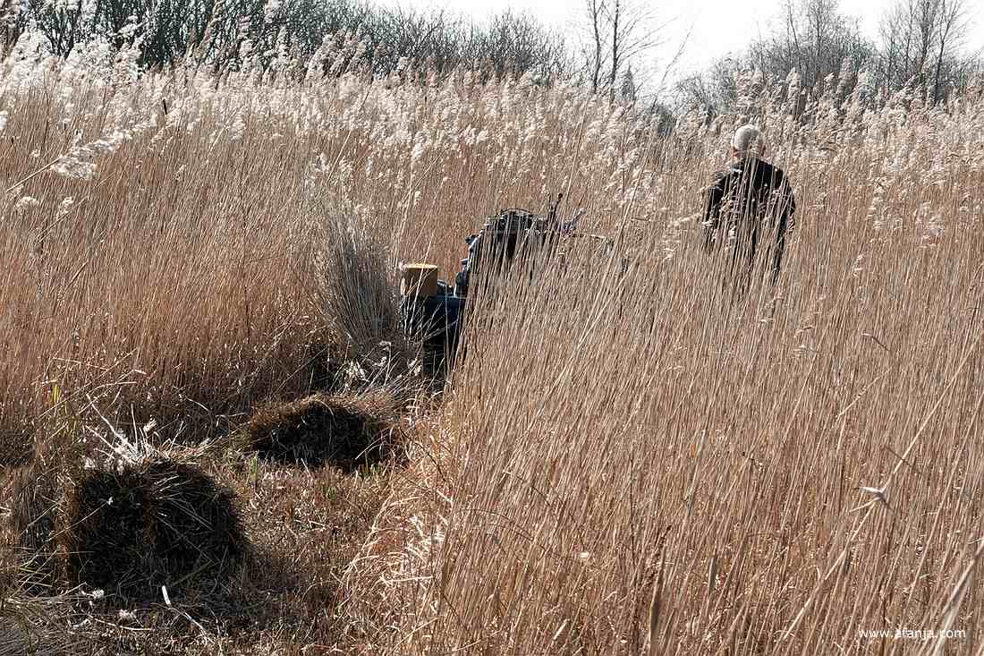 een rietsnijder trekt steeds verder het rietland in