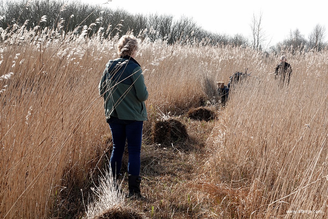 de rietsnijder verdwijnt in het rietland, terwijl mijn fotomaatje Jetske toekijkt