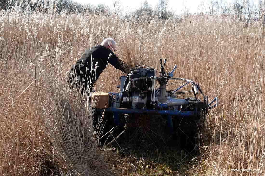 een rietsnijder trekt opnieuw een bosje vastgelopen riet uit de maaier