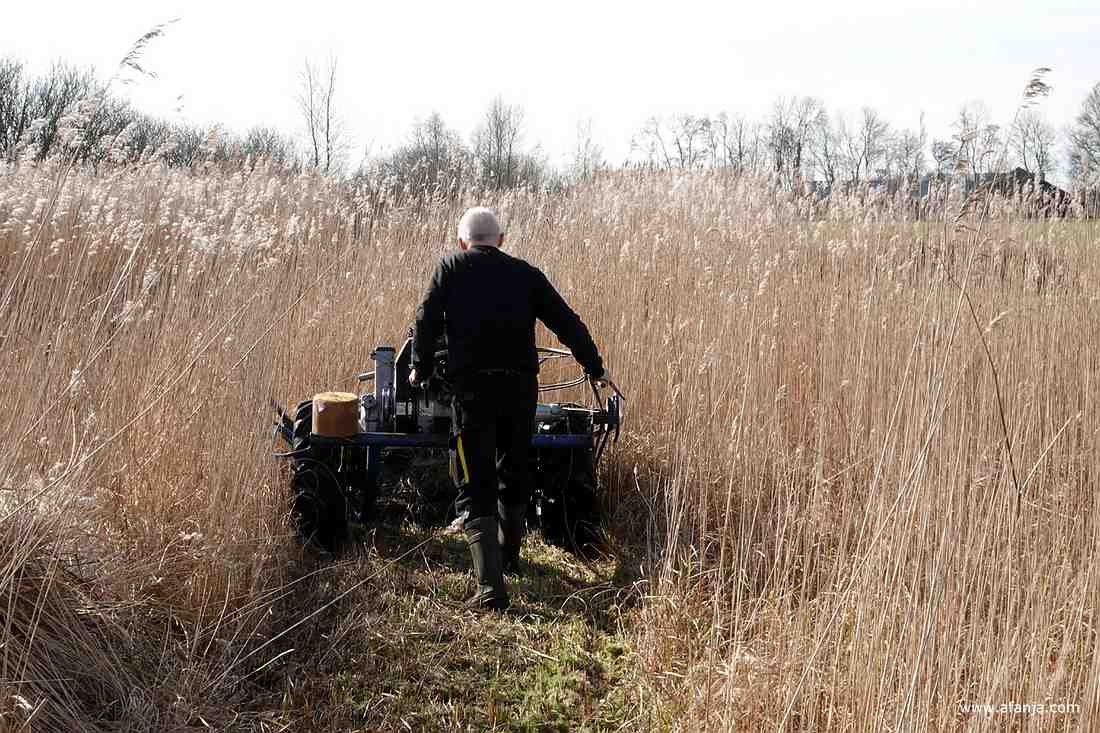 de rietsnijder achter zijn machine