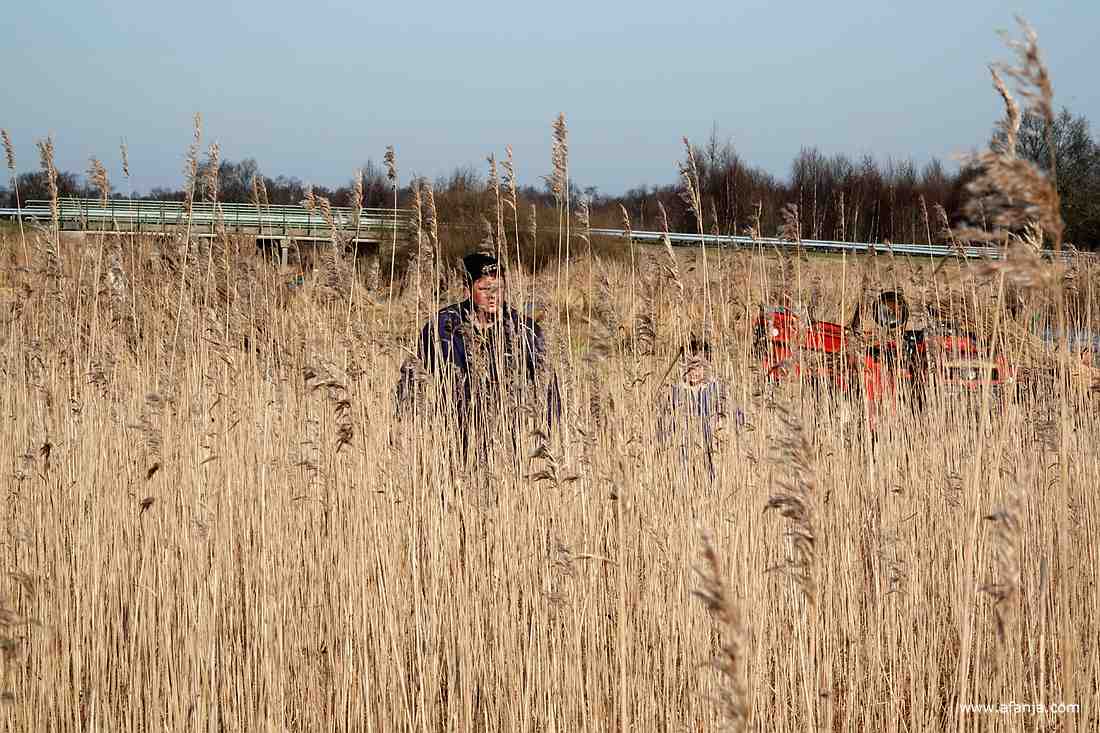 rietsnijder Klaas Jan komt door het rietland lopend dichterbij