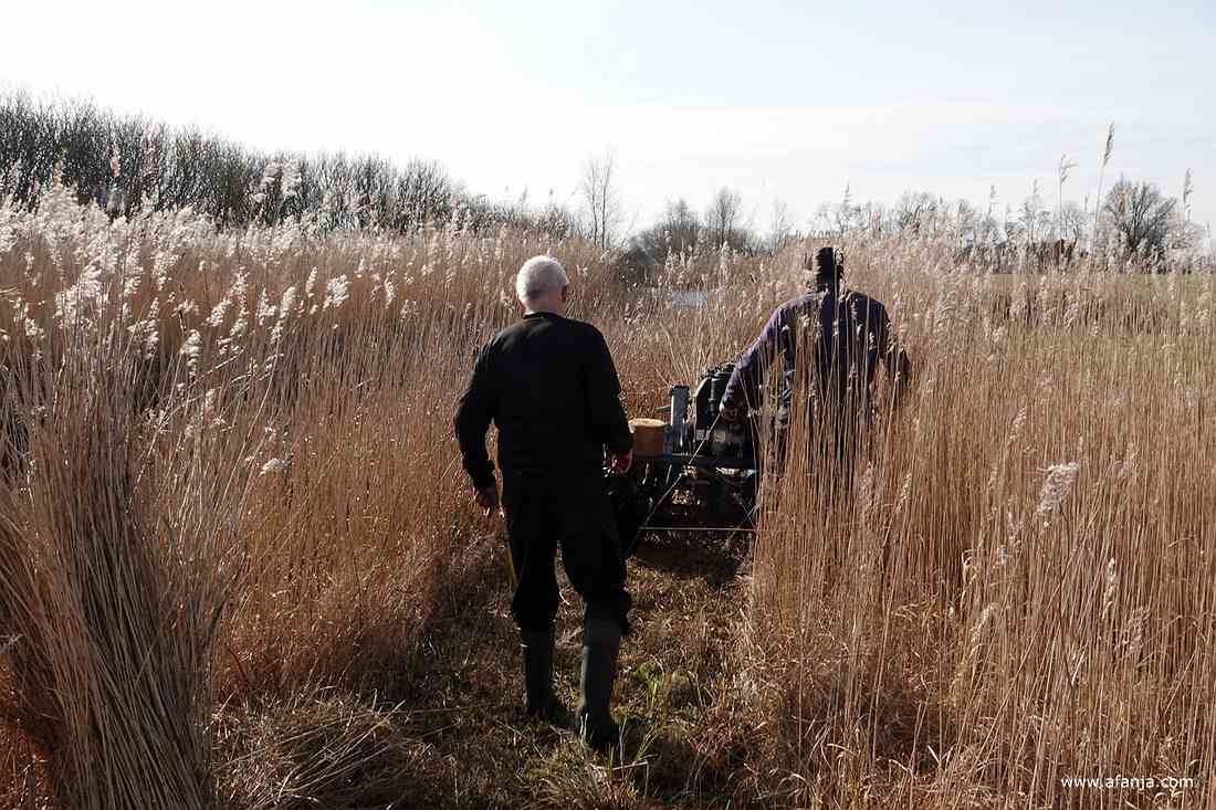 rietsnijder Klaas Jan brengt de rietmaaier weer op gang, terwijl zijn oom toekijkt