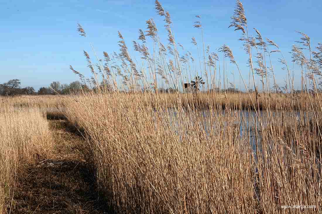 achter de rietsnijders hebben de jongens de eerste bosjes riet al weggehaald, een mooi paadje door het riet blijft achter