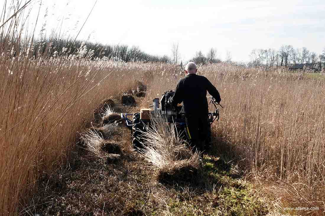 de rietsnijder vervolgt zijn weg door het rietland, terwijl er bosjes gemaaid riet achterblijven