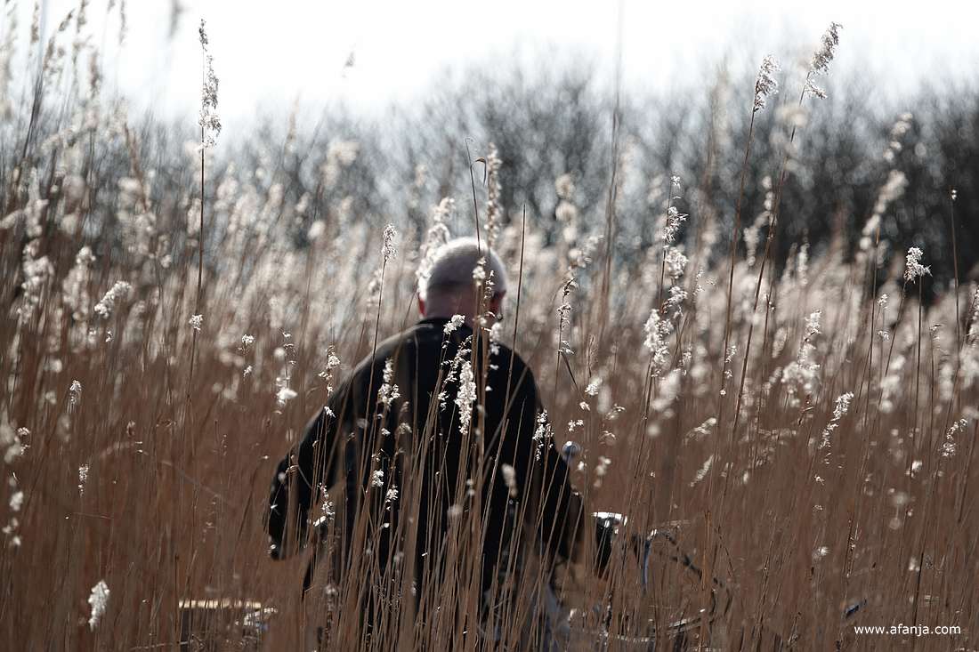 de rietsnijder verdwijnt weer met zijn machine tussen de rietpluimen