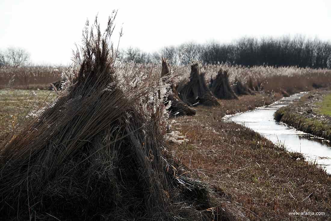 gemaaid riet staat in mooie schoven op het land