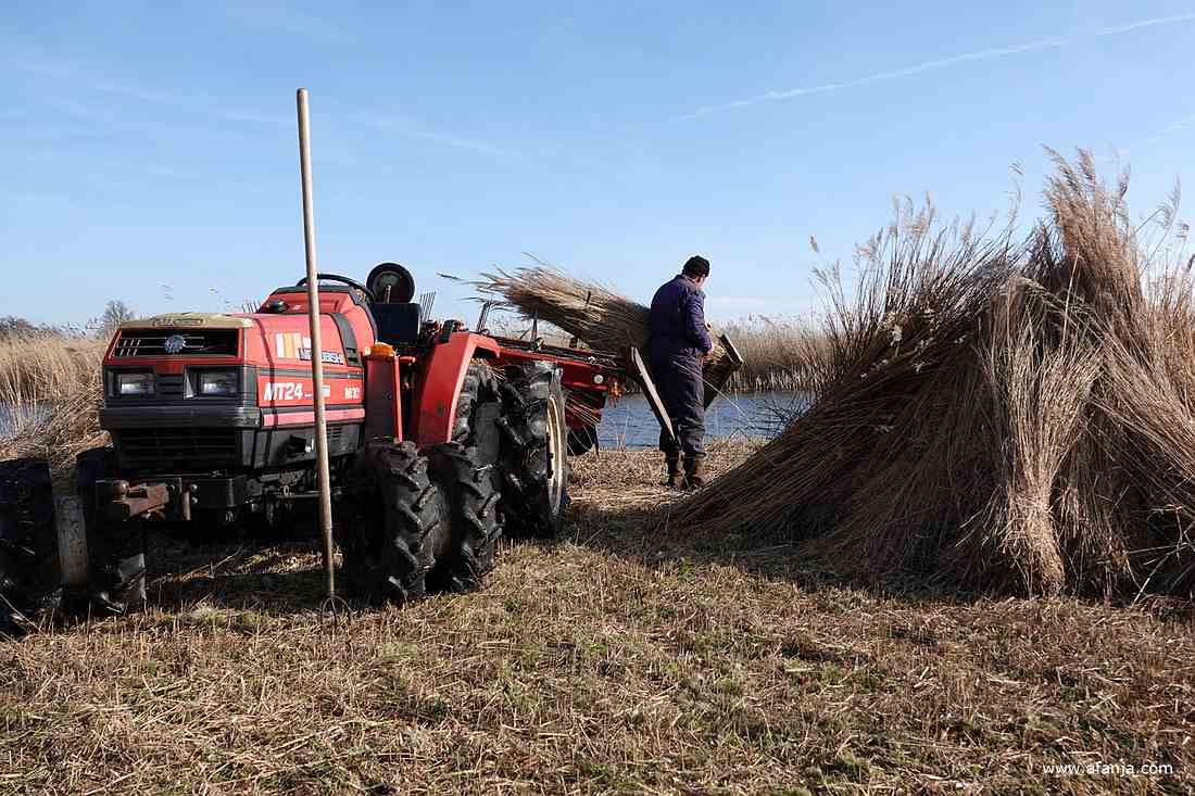 een rietsnijder maakt een groot bos van het gekamde riet