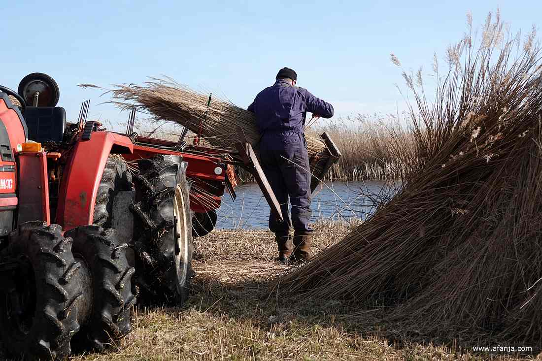 een rietsnijder maakt een groot bos van het gekamde riet