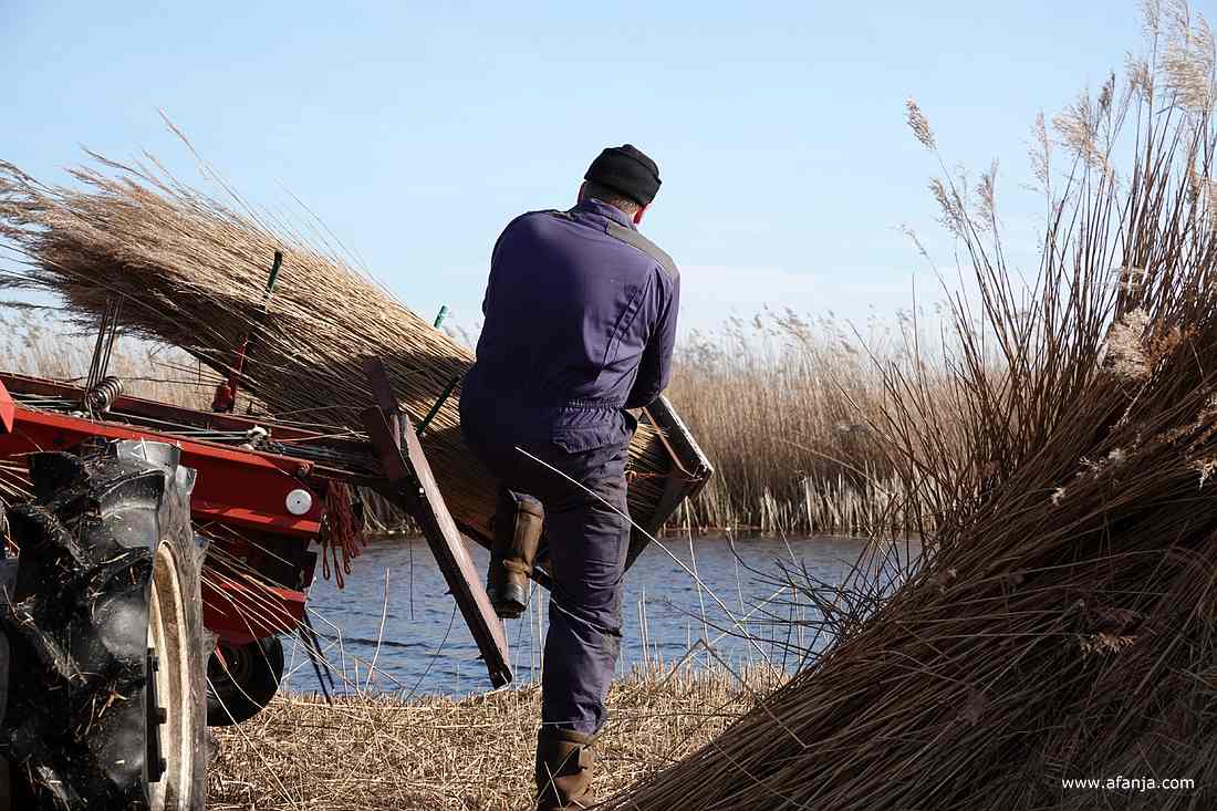een rietsnijder maakt een groot bos van het gekamde riet