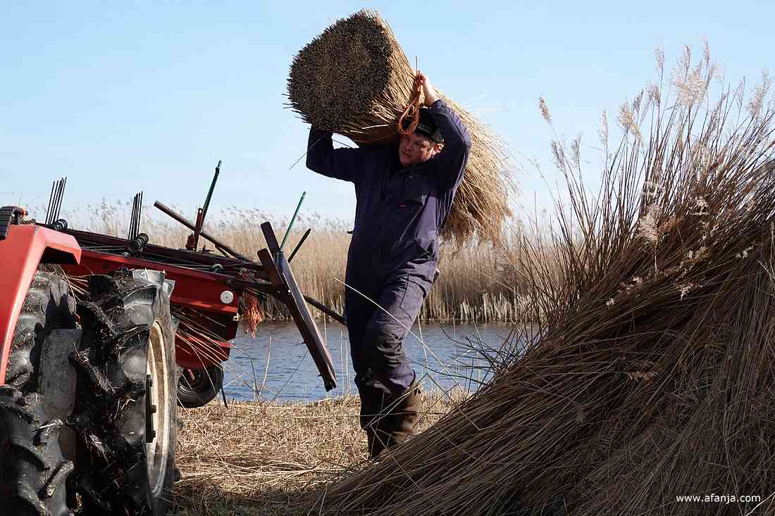een rietsnijder draagt een groot bos riet naar de verzamelplek