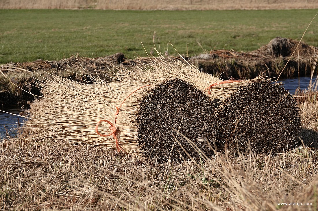 twee zogenaamde transportbossen van het gekamde riet