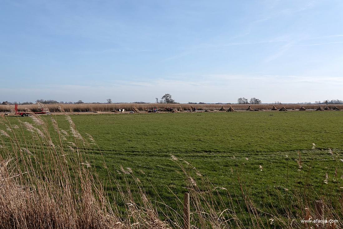 in de verte is rietland te zien waar gewerkt wordt